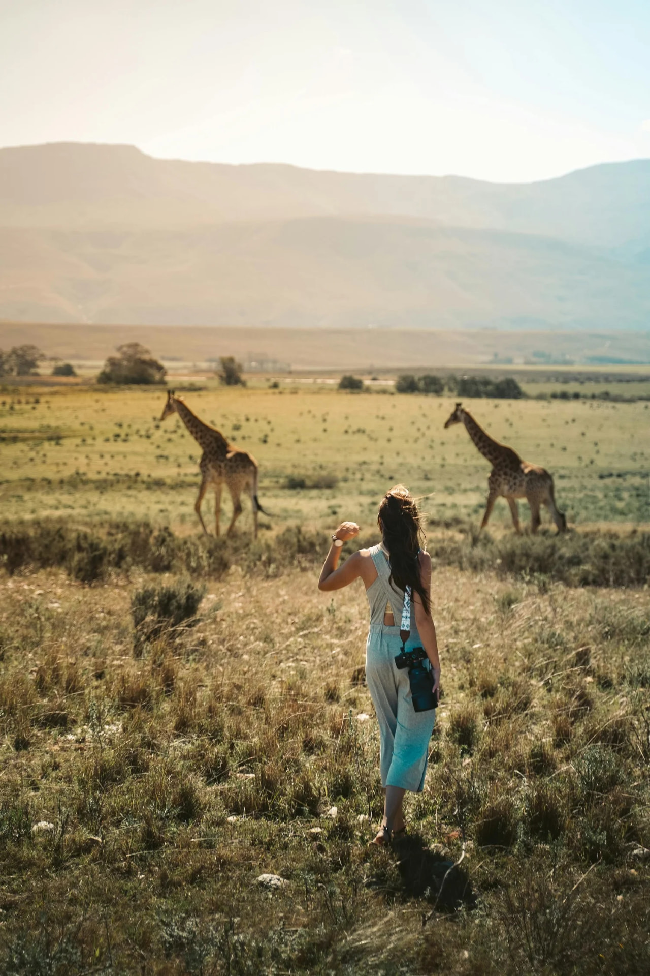 Traveller watching two giraffe walk across open grassland below hazy mountains
