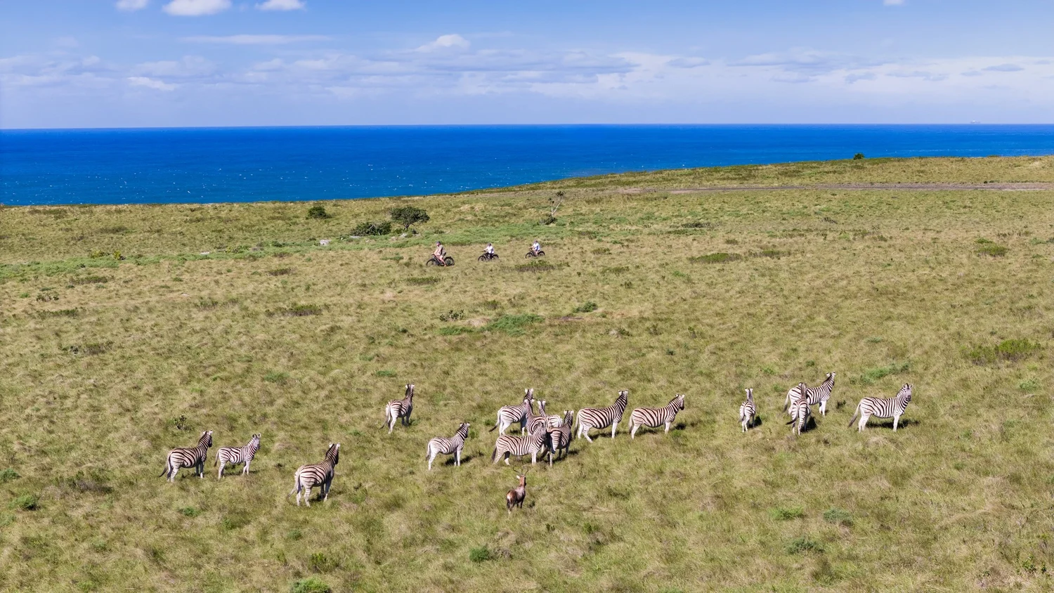 Three e-bike riders crossing coastal grassland past a herd of zebra with the ocean behind
