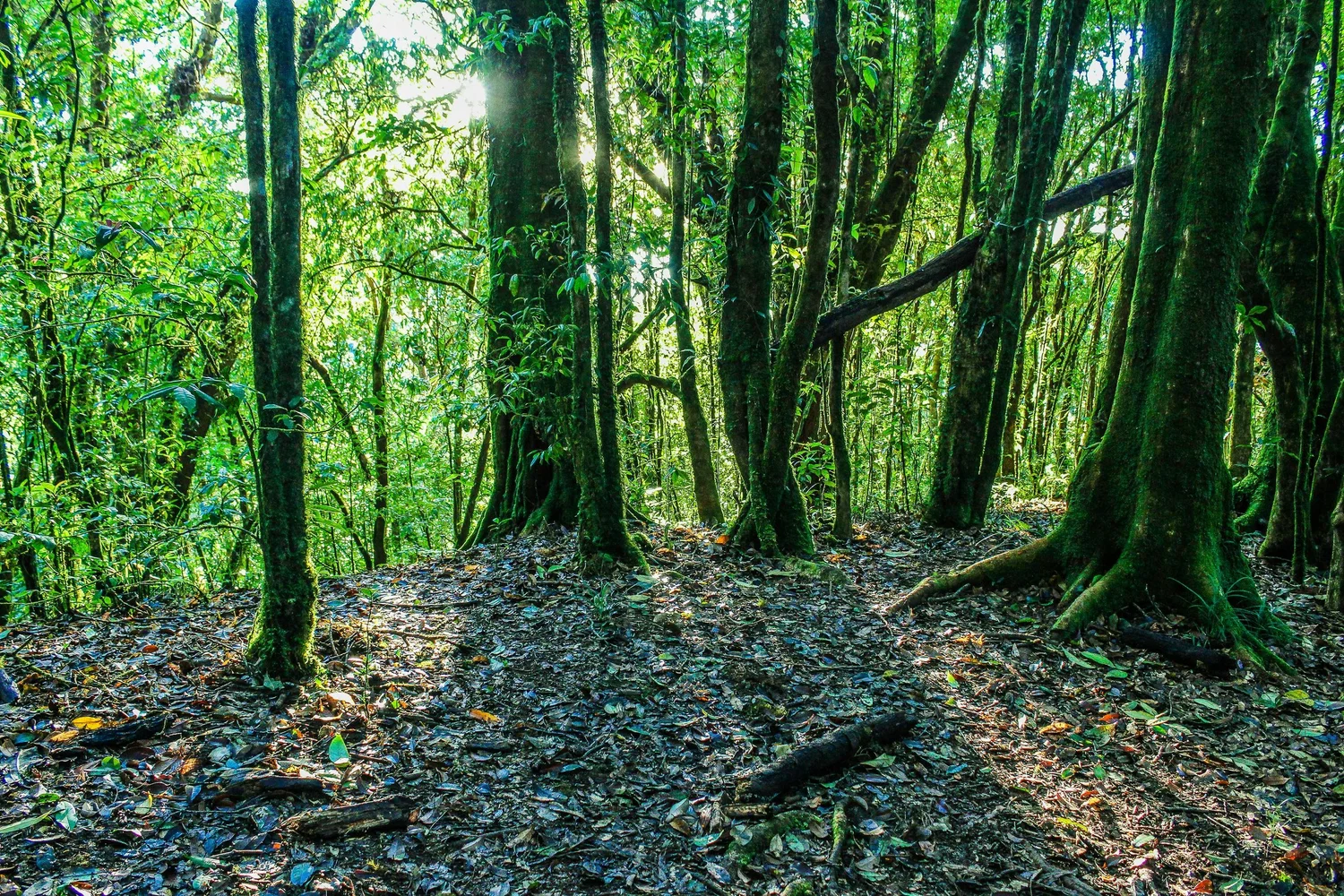 Sunlight breaking through the canopy of a dense green coastal forest