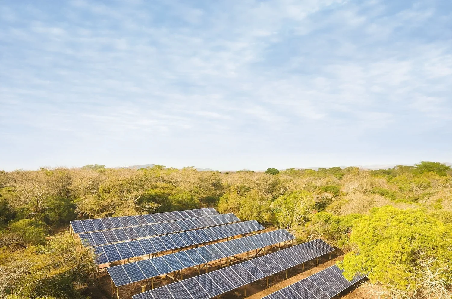 Rows of ground-mounted solar panels beside bushveld tree canopy under a wide blue sky